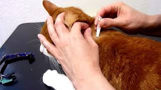 How to administer a SpotOn Flea Treatment to your cat [upl. by Noir]