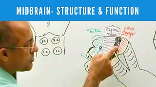 Midbrain  Structure and Function  Neuroanatomy [upl. by Chilt]