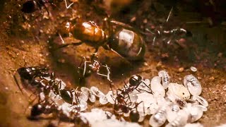 Best Of Ants  BBC Earth [upl. by Htebaile]