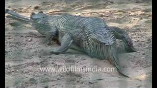 Gharial Gavialis gangeticus [upl. by Stormy]