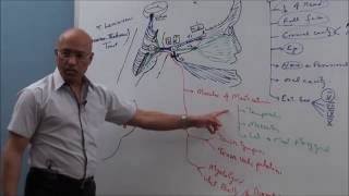 Trigeminal System  Neuroanatomy [upl. by Ecnar]