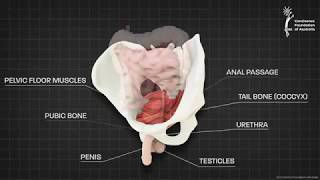 Male pelvic floor muscle  3D animation [upl. by Hilde731]