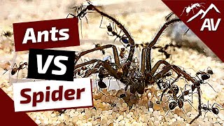 Camponotus Nicobarensis ANTS VS BIG SPIDER [upl. by Agbogla925]