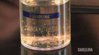 How to Care for Daphnia [upl. by Atikihs]