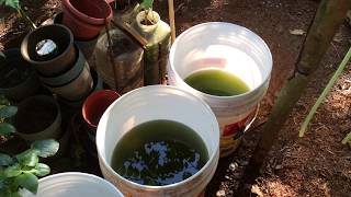 How to grow Green Water Algae [upl. by Helali]