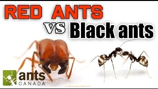 WHO WINS RED ANTS VS BLACK ANTS [upl. by Lekar728]