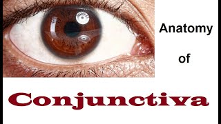 Anatomy Of Conjunctiva 12 [upl. by Paterson970]