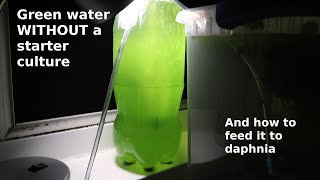 Green Water WITHOUT a Starter Culture  From Scratch  How To [upl. by Kcid]