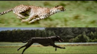 Cheetah vs Greyhound Speed Test  BBC Earth [upl. by Eiblehs]