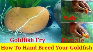 How to Hand Breed Your Goldfish [upl. by Mahseh617]