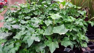 How to rejuvenate and thicken an Ivy Plant  Donna Joshi [upl. by Epuladaugairam684]