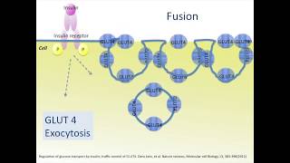 Unveiling GLUT 4 The Key to Glucose Metabolism [upl. by Nitas]