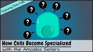 How Cells Become Specialized Featuring Stem Cells [upl. by Nomelc730]