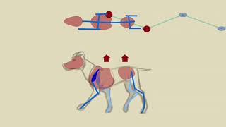 quadruped locomotion [upl. by Morita]