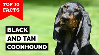 Black And Tan Coonhound  Top 10 Facts [upl. by Nodnrb]