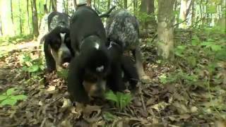 Dogs 101 Bluetick Coonhound [upl. by Goggin42]