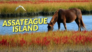 Exploring Assateague Island in Maryland  Wild Horses and Beach Camping at the Assateague State Park [upl. by Nevanod]