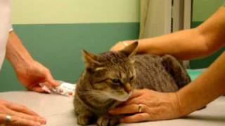 How to Give Your Cat Liquid Medication [upl. by Frederik]