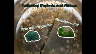 How To Culture Daphnia and Moinas using Green Water Spirulina powder [upl. by Chaworth185]