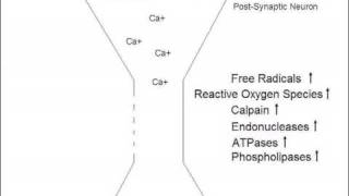 Mechanism of Glutamate Excitotoxicity [upl. by Anev466]