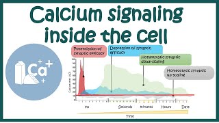 Calcium signalling inside the cell [upl. by Rothberg]