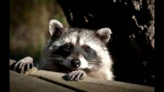 4 Easy Raccoon Repellents to Keep Those Pesky Thieves Away [upl. by Alyson]