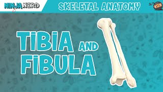 Tibia amp Fibula Anatomy [upl. by Hertberg]