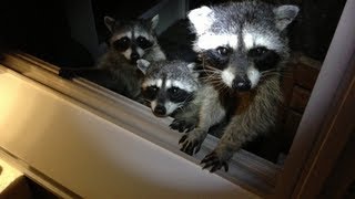 Raccoon Gang  Part 1  Mobbed by Raccoons [upl. by Biles417]