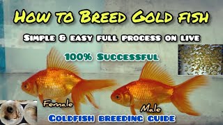 How to breed Gold fish  LIVE AQUARIUM [upl. by Htebazila]