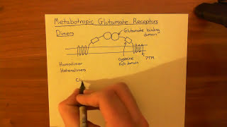 Metabotropic Glutamate Receptors Part 1 [upl. by Ilegna840]