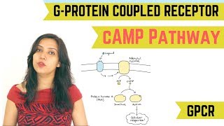 cAMP PATHWAY  GPROTEIN COUPLED RECEPTOR GPCR [upl. by Nylhtac]