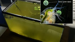 Raising Daphnia for the Freshwater Aquarium [upl. by Fitalludba]