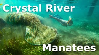 Snorkeling with Dozens of Manatees  Crystal River Florida [upl. by Fotinas]