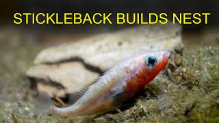 Stickleback Building Nest [upl. by Ellenor401]