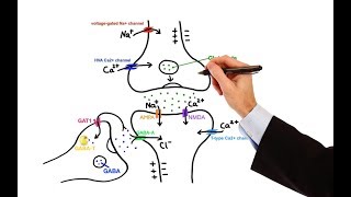 Pharmacology  ANTIEPILEPTIC DRUGS MADE EASY [upl. by Acirfa]