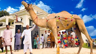 Camel Qurbani  3rd Day Eid Ul Adha  Mubashir Saddique  Village Food Secrets [upl. by Ydniw519]