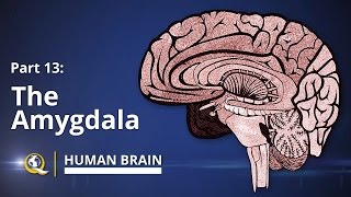 Amygdala  Human Brain Series  Part 13 [upl. by Lesde]