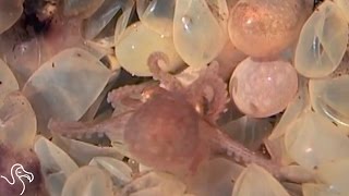 Octopus Birth and Why Octo Moms Are The Best  The Dodo [upl. by Anirec501]