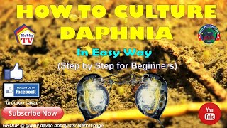 HOW TO CULTURE DAPHNIA In Easy Way [upl. by Rellek]