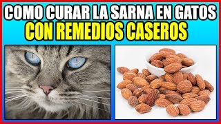 ✔ COMO CURAR LA SARNA EN GATOS CON REMEDIOS CASEROS MÉTODO INFALIBLE [upl. by Arielle]