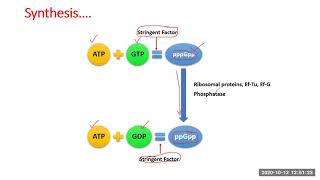 Lecture 23  Stringent Response [upl. by Akimed498]