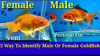 5 Way To Identify Male Or Female Goldfish [upl. by Atinhoj]