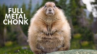 Marmots Fuzzy Little Chonks [upl. by Annaili]