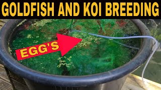 Breeding Goldfish And Koi in your Pond Part One [upl. by Ranip]