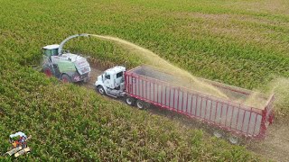 Corn Silage Harvest on the Ohio Indiana Stateline [upl. by Nnaylloh274]