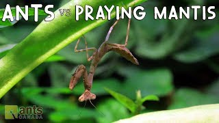 Ants vs Praying Mantis [upl. by Bernetta]